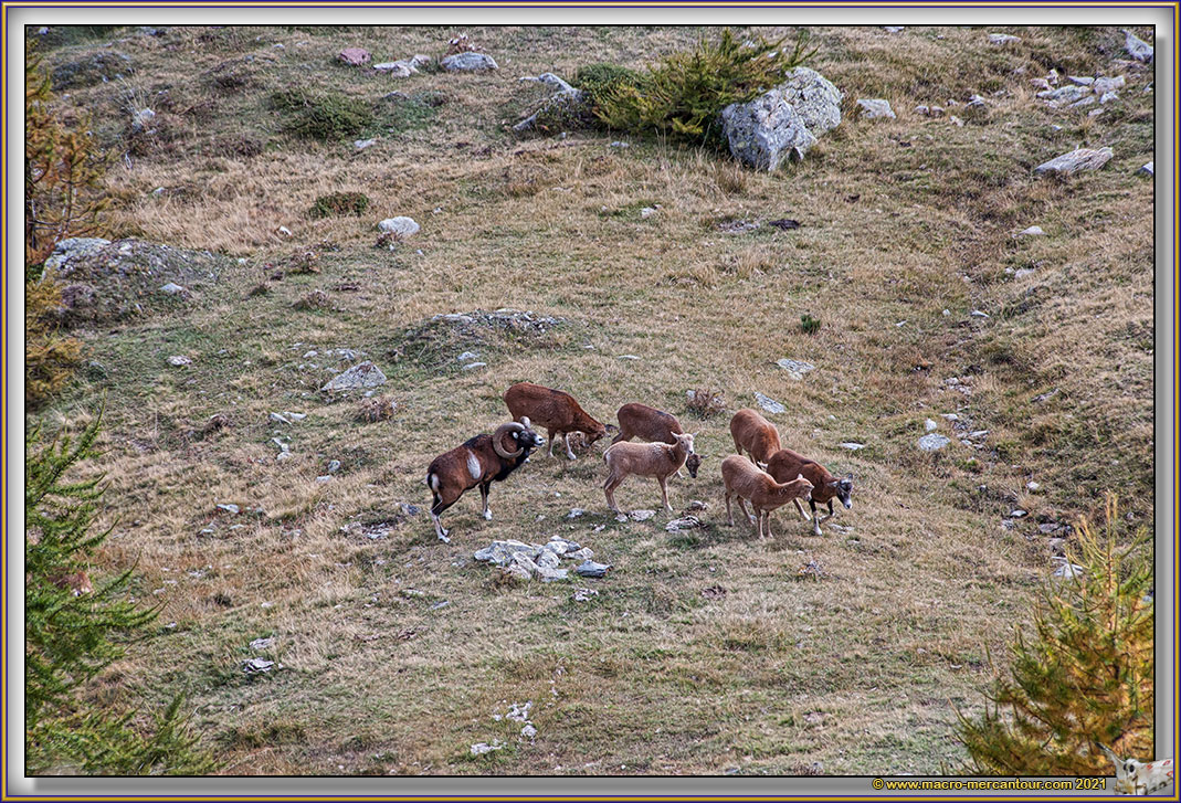 MOUFLONS